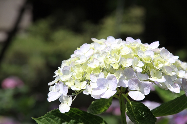 IMG_7615 - 複製.jpg IMG_7615 - 複製.jpg
