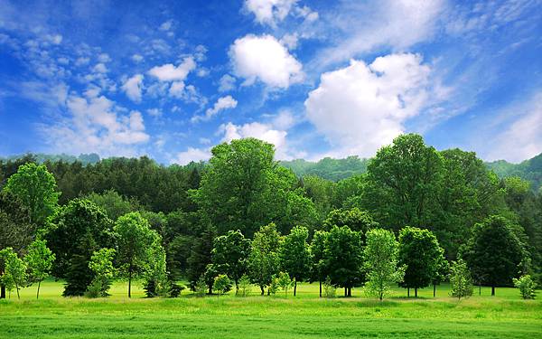 painting-beautiful-forest-trees-sky-clouds-nature-hd-1589644