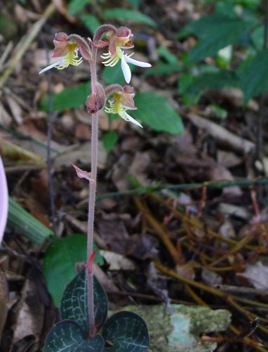 金線蓮花開 茄子的夢想新世界 痞客邦