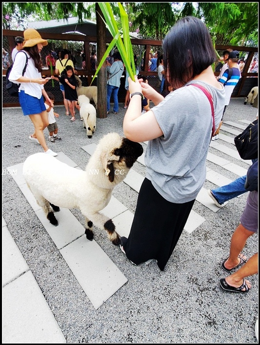 [旅遊去-台灣東部] 2023-07-29 宜蘭勁好行-張美