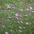PICT0061.JPG
