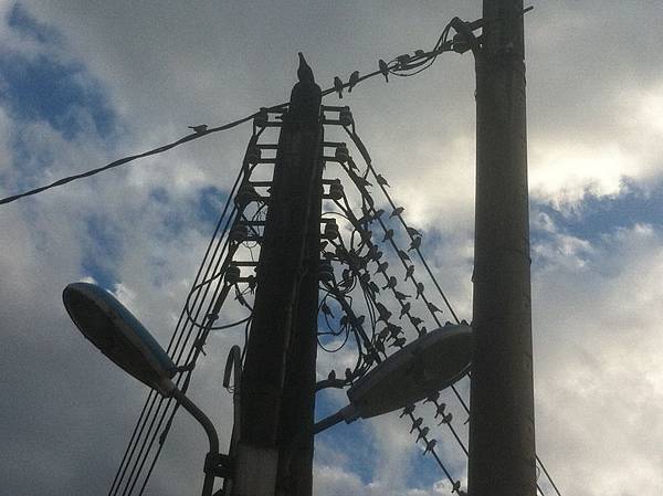 景美停滿鳥的電線桿