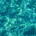 各式各樣的珊瑚