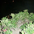 CIMG0046.JPG