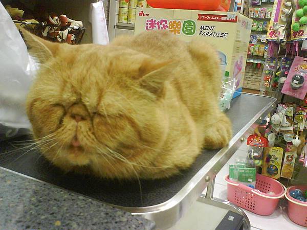 公司附近的寵物店的貓