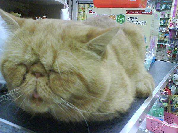 公司附近的寵物店的貓