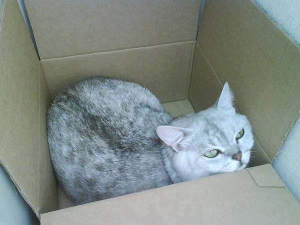 20091028 香香的球球