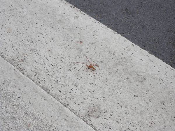 一隻紅色小蜘蛛