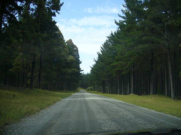 前往90哩海岸的路好像有種奇妙的感覺(車內照).jpg