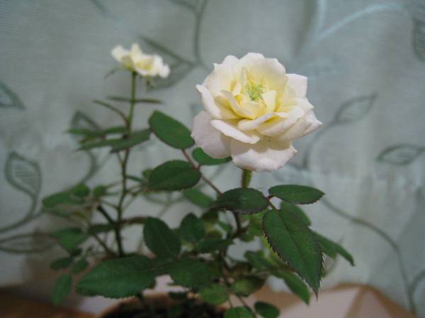 IMG_4144.jpg