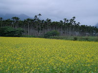 油菜花田3