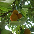 DSC00962