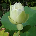 white lotus1.jpg