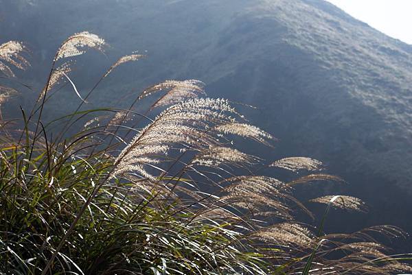 陽明山芒花.jpg
