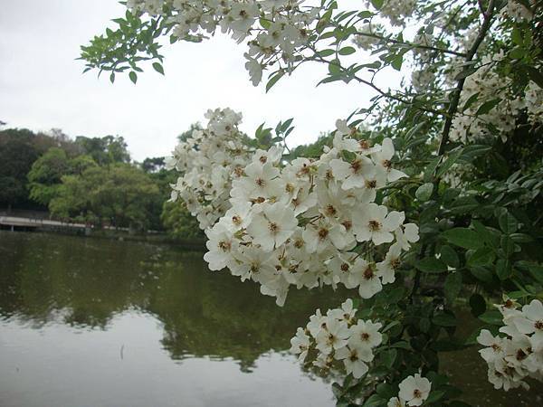 野薔薇