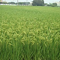 DSC07599.JPG