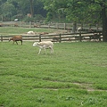 DSC06528.JPG