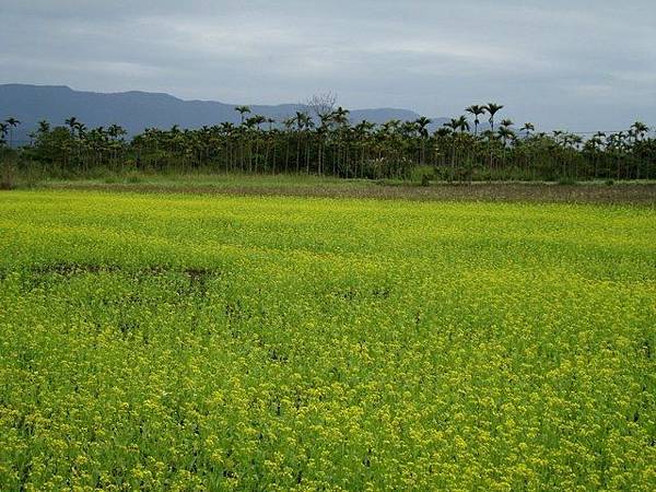 51344487_2071717769589329_885784477349969920_n (1).jpg