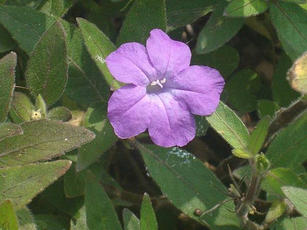 蔓性蘆莉 ( 水藍鈴).jpg