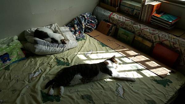 2022.11.18 早上曬太陽.jpg