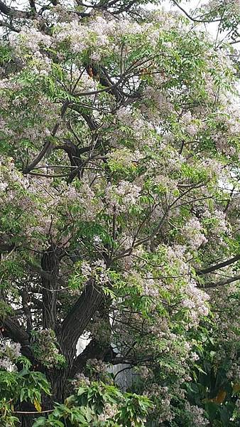 苦楝樹開花