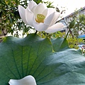 荷 4 ---白.jpg