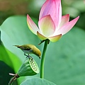 荷花.jpg