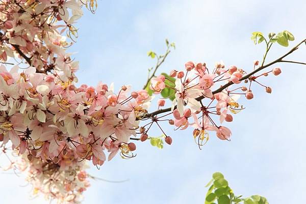 花旗木 農傳媒.jpg