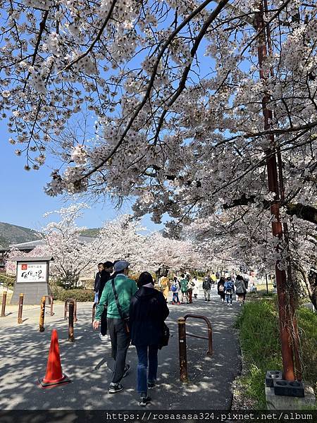 2023開關亞洲巡迴蜜月之旅: 日本關西京都賞櫻篇day 3