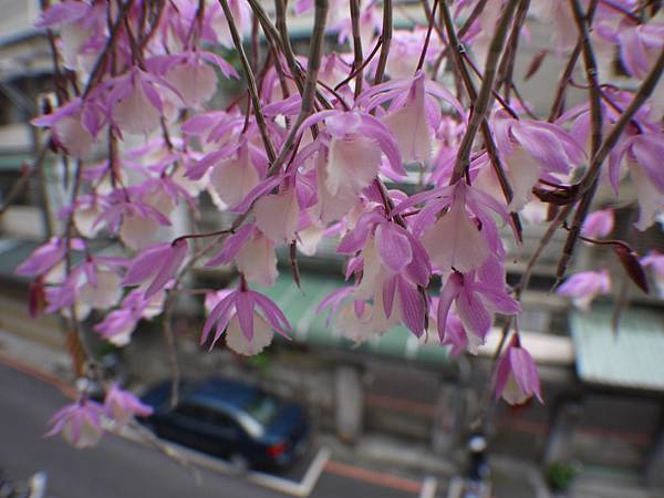 103年粉天宮(1).JPG 103年粉天宮(1).JPG