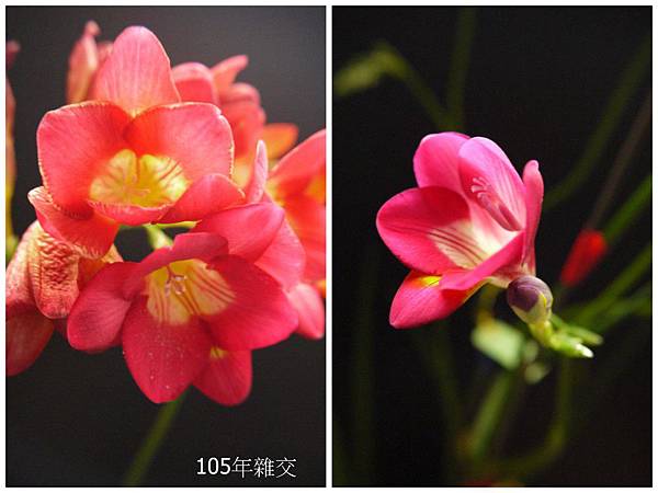 粉紅&桃紅(10).jpg 粉紅&桃紅(10).jpg