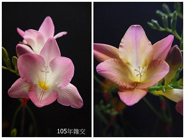 粉紅&桃紅(11).jpg 粉紅&桃紅(11).jpg