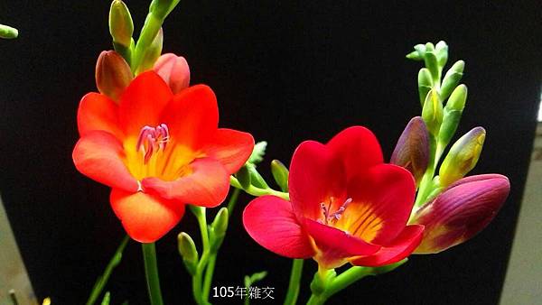 粉紅&桃紅(2).jpg 粉紅&桃紅(2).jpg