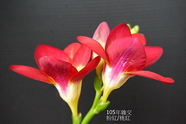 粉紅&桃紅(8).JPG 粉紅&桃紅(8).JPG