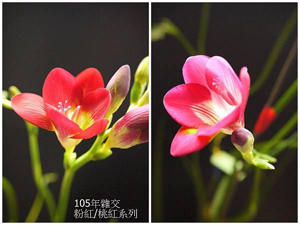 粉紅&桃紅(9).jpg 粉紅&桃紅(9).jpg