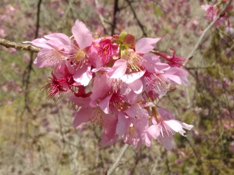 109櫻花季(16).jpg