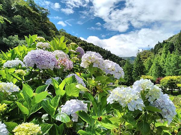 1090604日月潭杉林溪(18).jpg