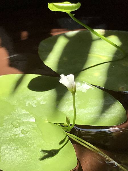 祿逢衝破,吉處總藏凶的人生(己丑)