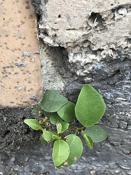 2025流年(庚辰) 2025流年(庚辰)