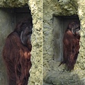 9 人猿_俗稱紅毛猩猩.jpg
