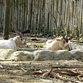 12 弓角羚羊.jpg