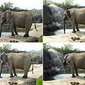 19 非洲象.jpg