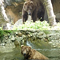 22 棕熊.jpg