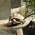 25 蘇卡達象龜.JPG