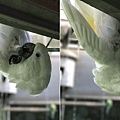 倒掛金鉤的白鳳頭鸚鵡.jpg