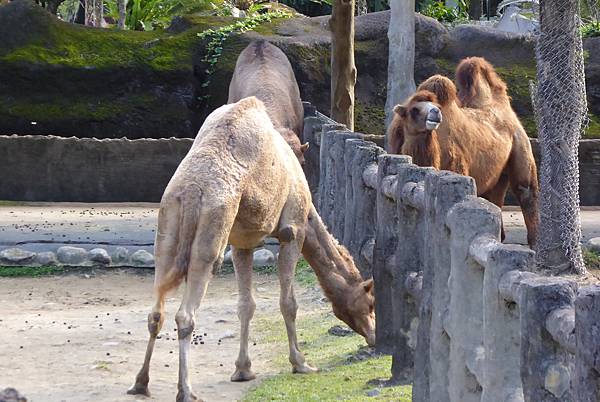 單峰_雙峰駱駝.JPG