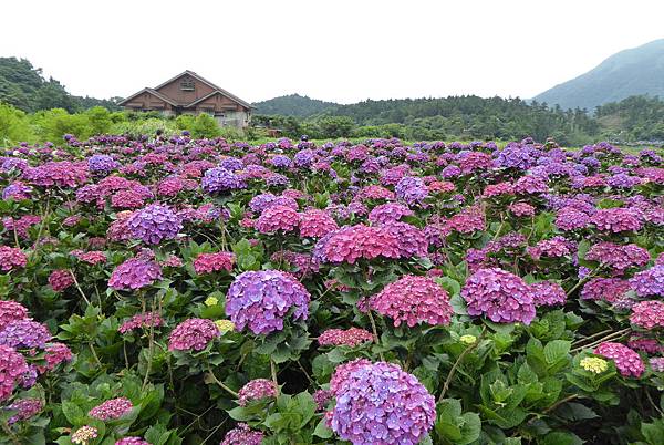 財福繡球花田11.JPG