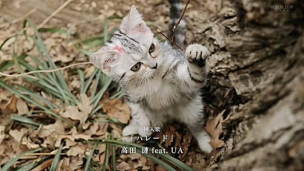 咕咕是一只猫 EP01