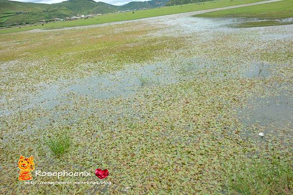 20160718虎跳峽、納帕海 (40).JPG