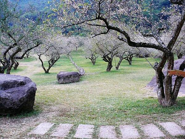 柳家梅園3／廷哥拍攝